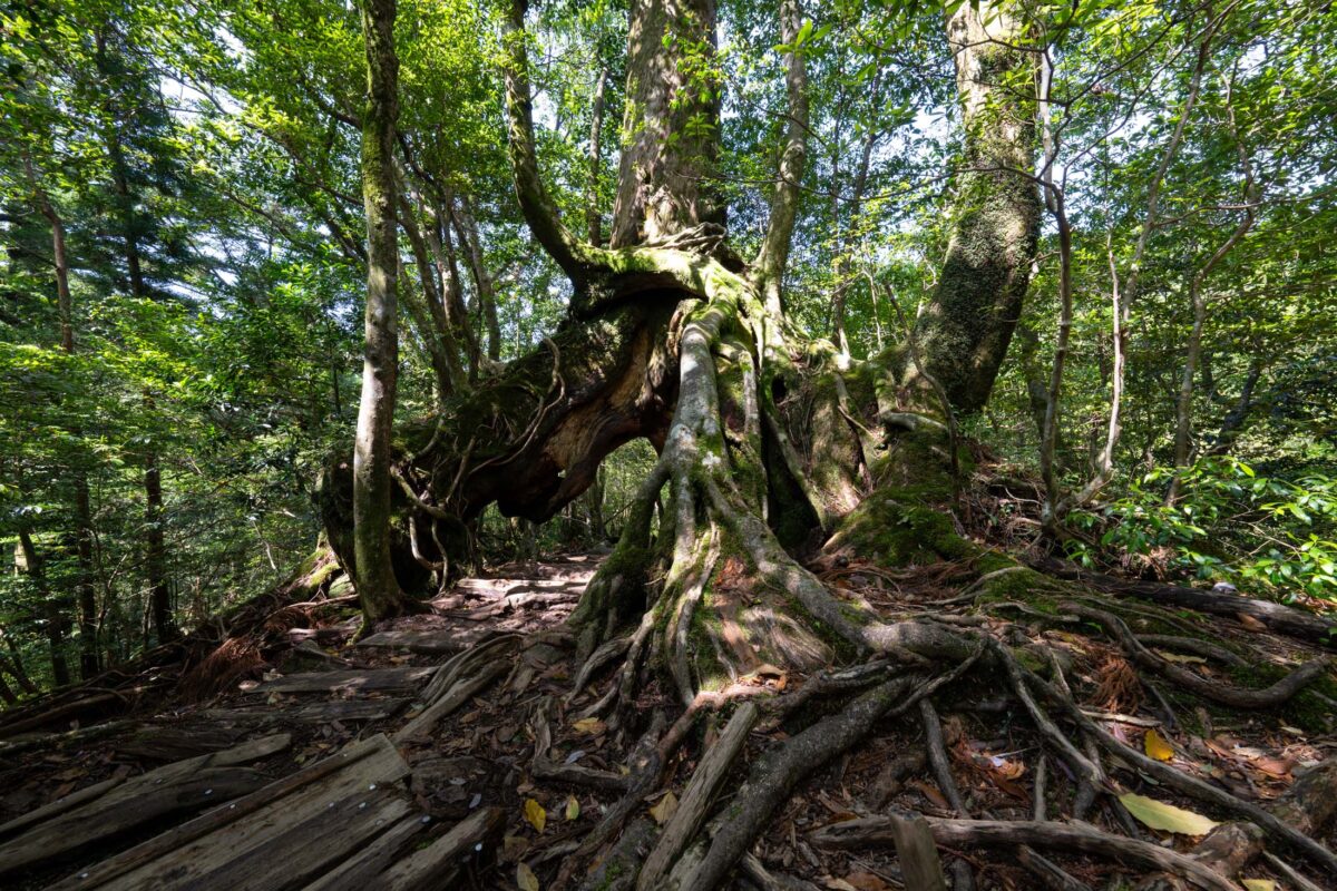 Ancient moss-covered tree roots in Shiratani Unsui Gorge old-growth forest, Japan.