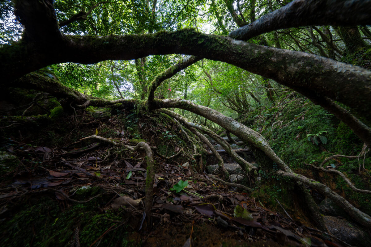 Moss-covered ancient forest tunnel in Shiratani Unsui Gorge, Yakushima, Japan