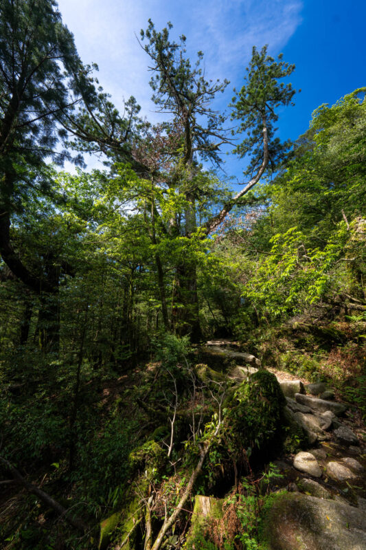 Mossy stone steps on a forest trail in Shiratani Unsui Gorge, Yakushima, Japan.