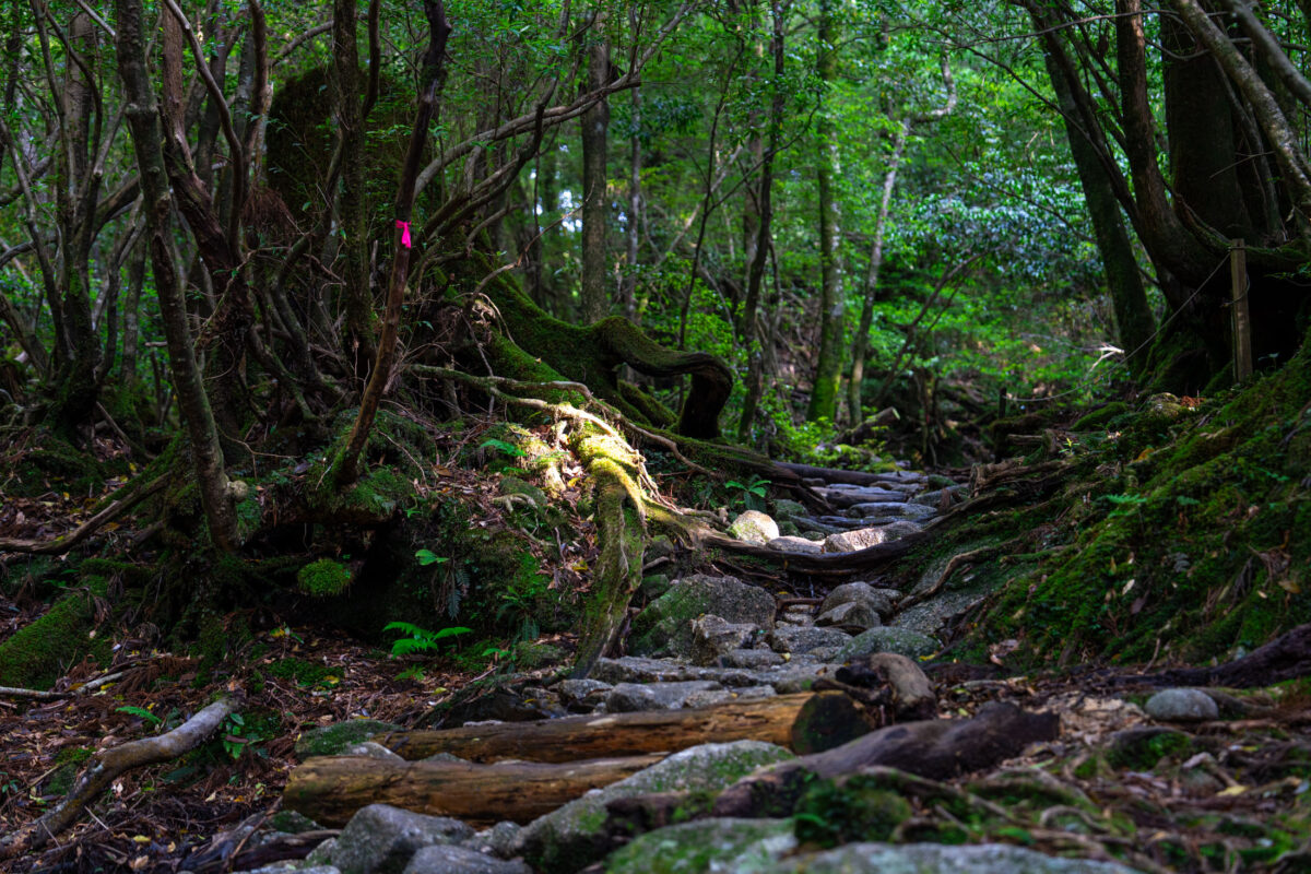 Mossy forest ravine and rocky stream at Shiratani Unsui Gorge, Yakushima Japan