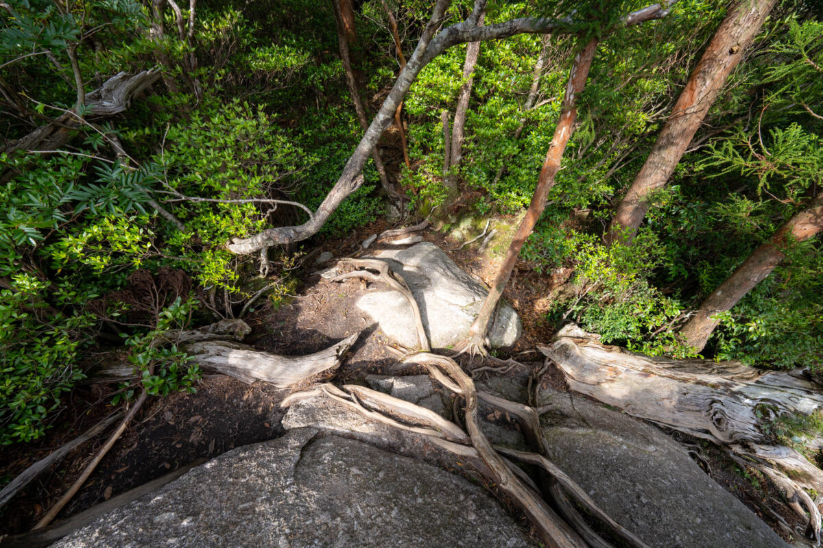Ancient tree roots on mossy rock in Shiratani Unsui Gorge forest, Yakushima Japan