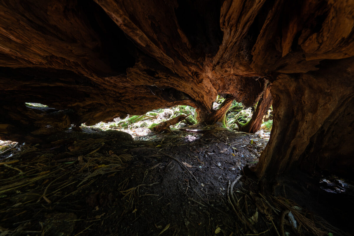 View from inside a hollow tree in Shiratani Unsui Gorge moss forest, Yakushima