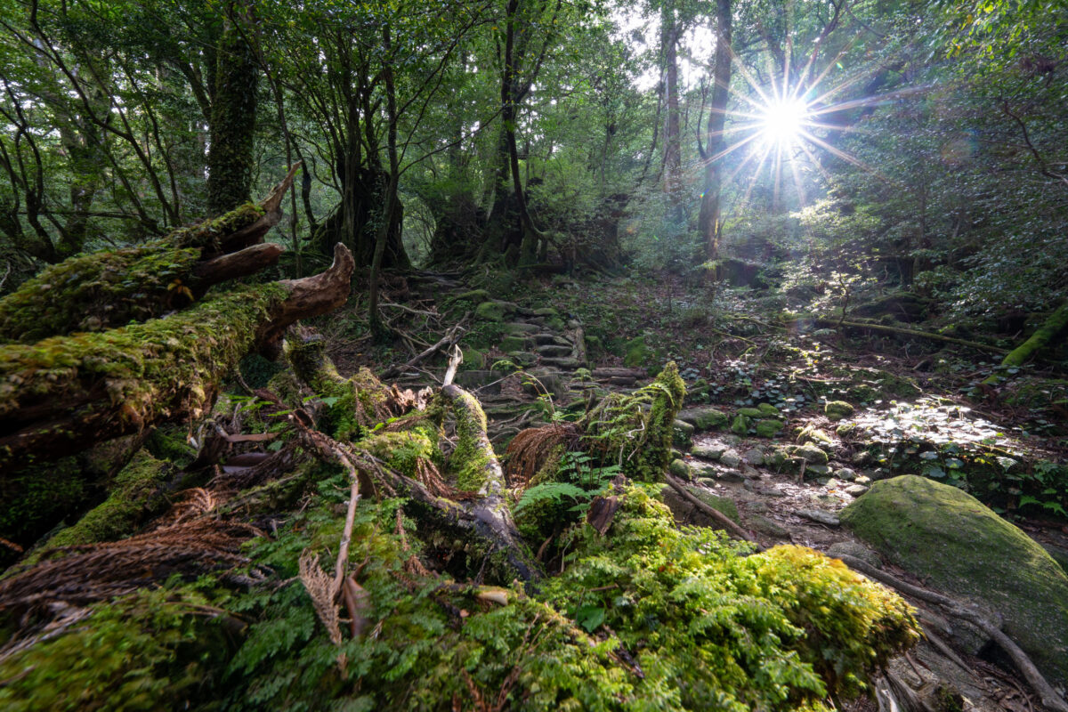 Sunlit moss-covered roots and ancient trees in Shiratani Unsui Gorge forest