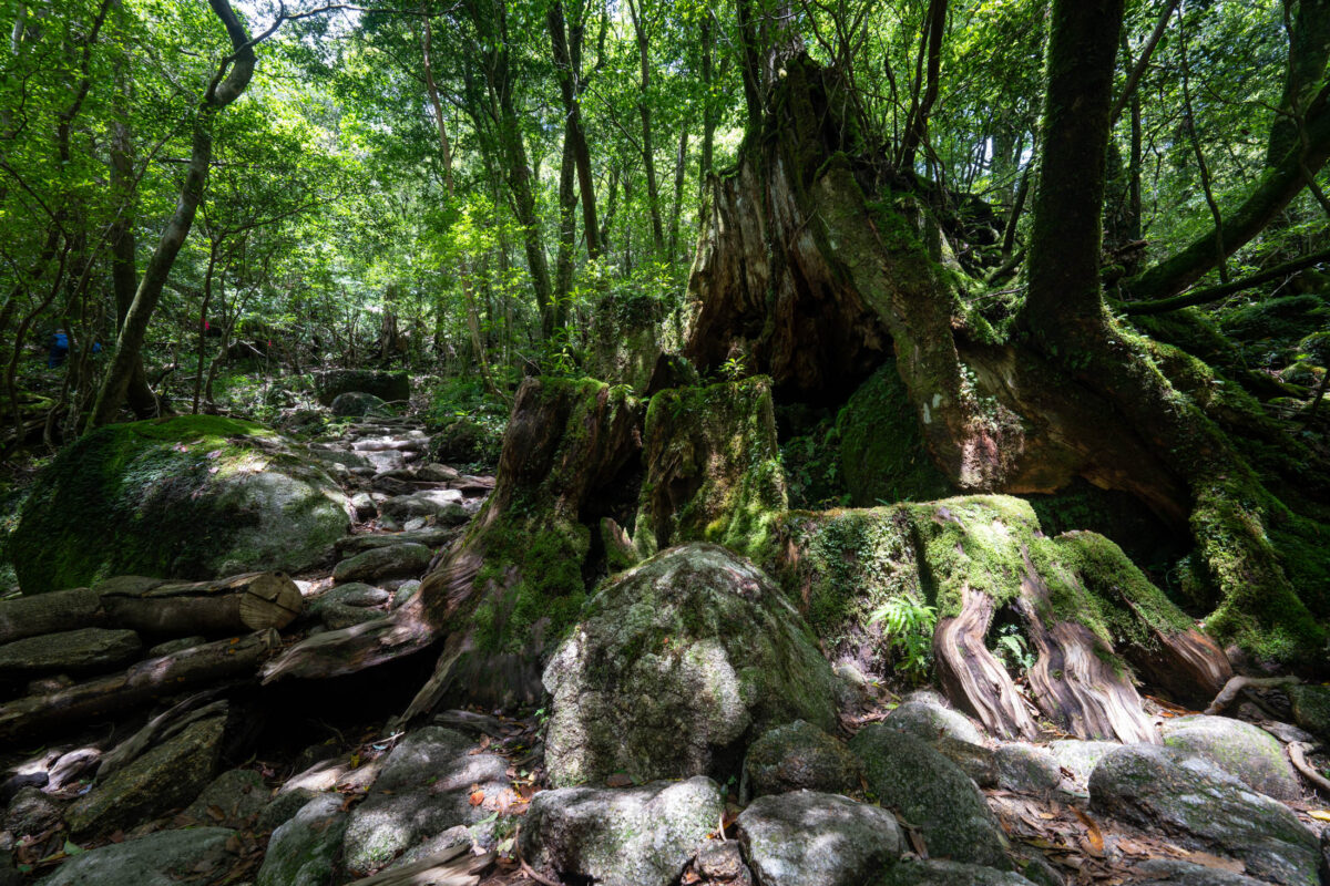 Mossy forest trail with ancient cedar trees in Shiratani Unsui Gorge, Japan