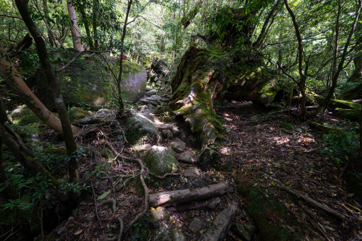Mossy forest trail with roots and boulders in Shiratani Unsui Gorge, Japan