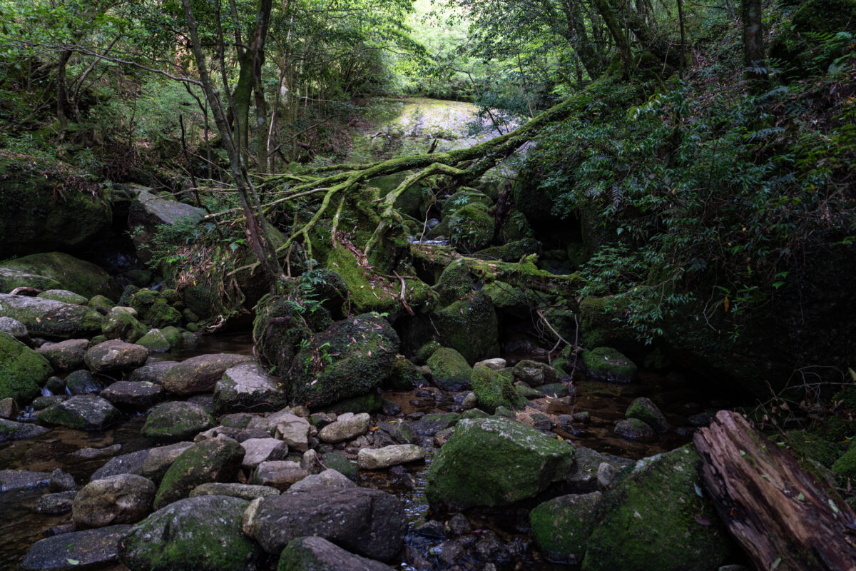 Moss-covered stream winding through Shiratani Unsui Gorge forest, Yakushima Japan.
