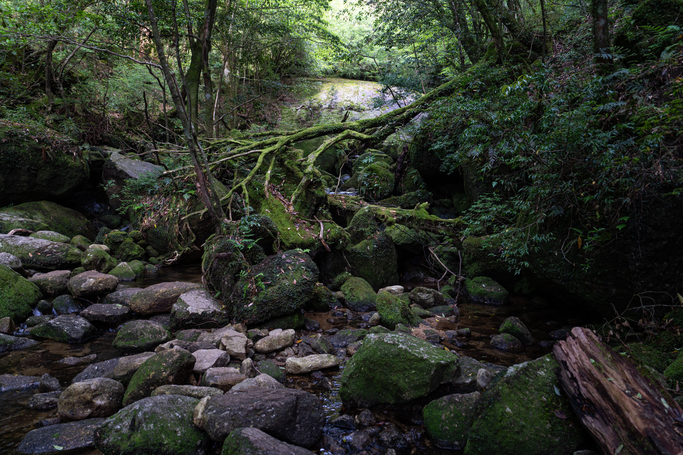 Moss-covered stream winding through Shiratani Unsui Gorge forest, Yakushima Japan.