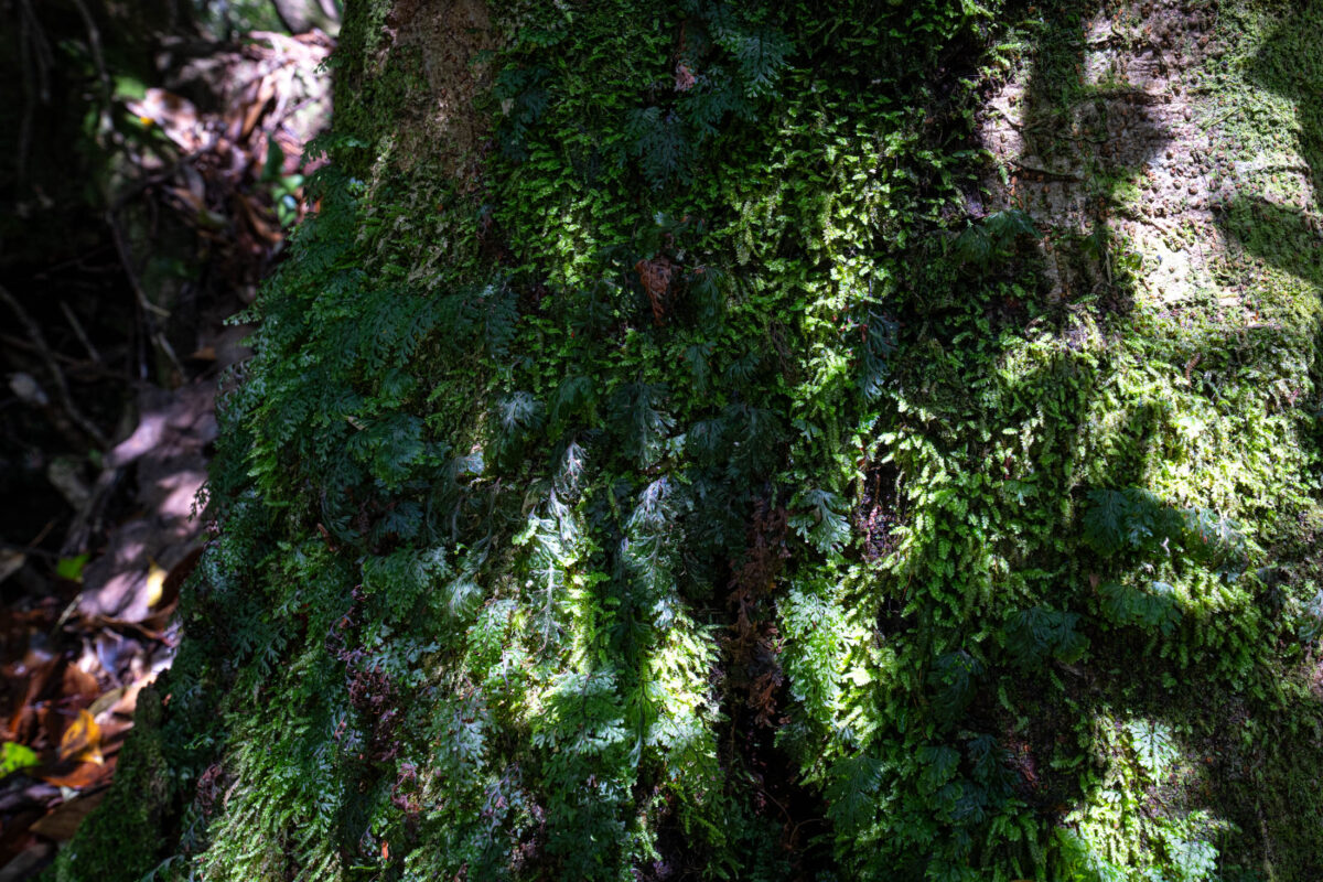 Close-up of sunlit moss and fern textures on a tree base in Shiratani Unsui Gorge.