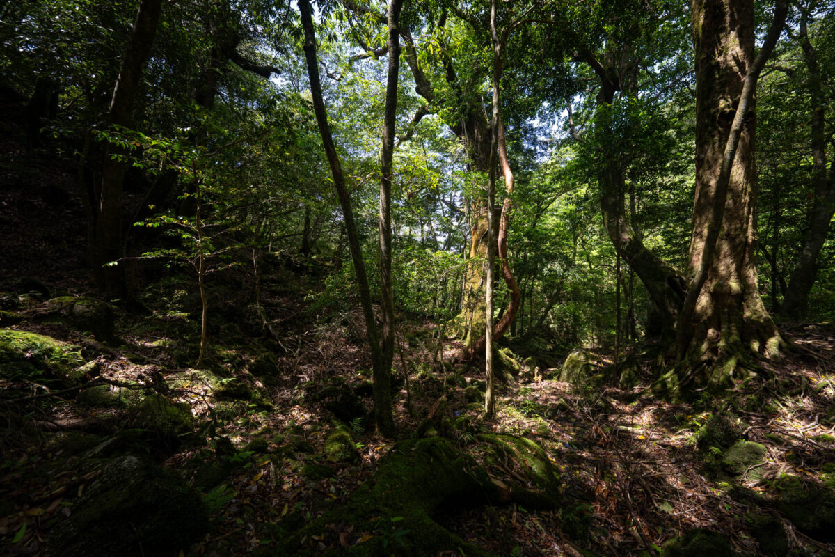 Sunbeams through cedar trees over mossy forest floor in Shiratani Unsui Gorge, Yakushima