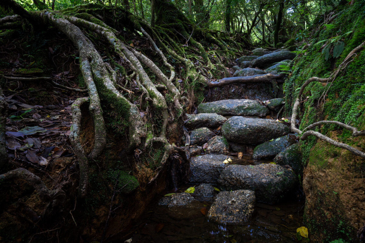 Mossy stone steps and tree roots on Shiratani Unsui Gorge trail, Yakushima Japan